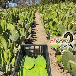 Cosecha de nopal 1