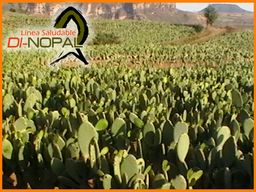 Siembra de nopal